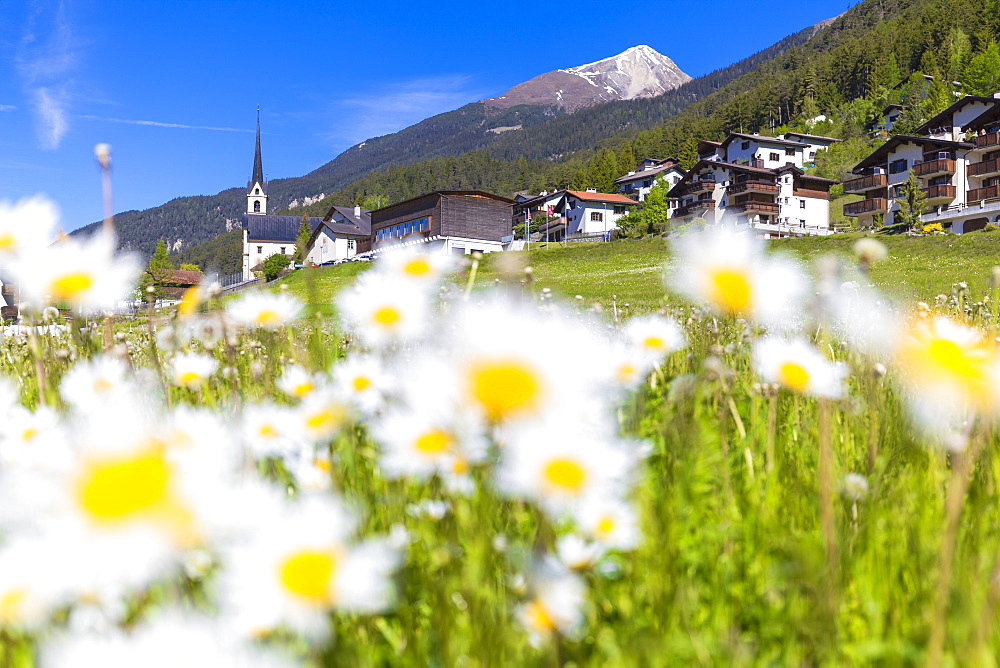 Daisy flowers in Davos Wiesen, Parc Ela, Prettigau/Davos, Graubunden, Switzerland, Europe