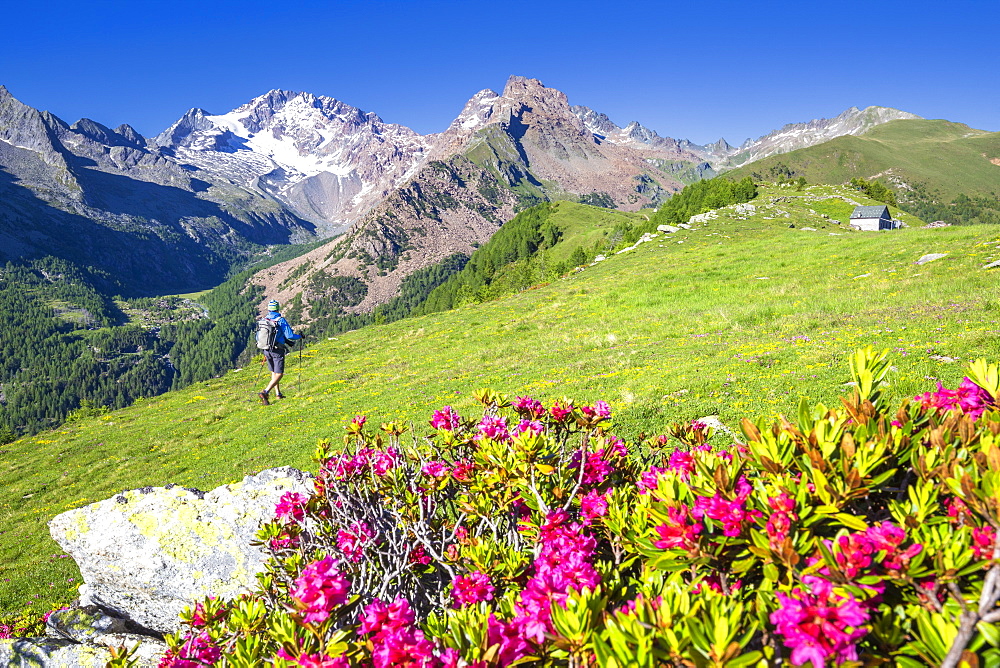 Hiker walkpast rhododendron flowers with Mount Disgrazia in the background, Scermendone, Valmasino, Valtellina, Lombardy, Italy, Europe