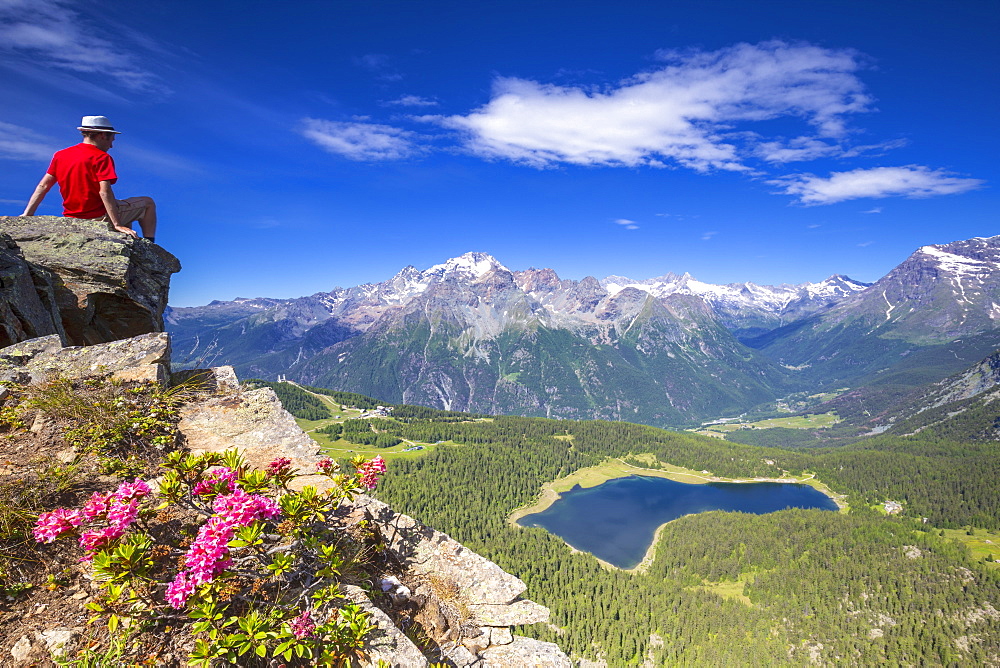 Lake Palu and Mount Disgrazia viewed from above with rhododendrons in flower, Valmalenco, Valtellina, Lombardy, Italy, Europe