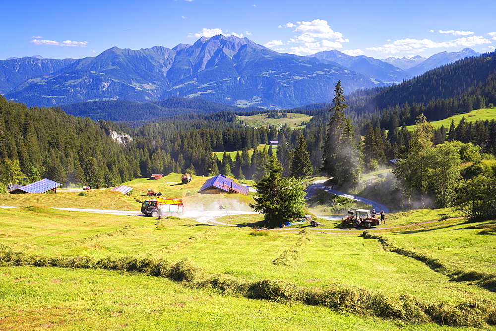 Summer hay, Flims, District of Imboden, Canton of Grisons (Graubunden), Switzerland, Europe