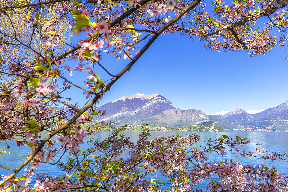 Cherry trees in flower, Lierna, Province of Lecco, Lake Como, Italian Lakes, Lombardy, Italy, Europe