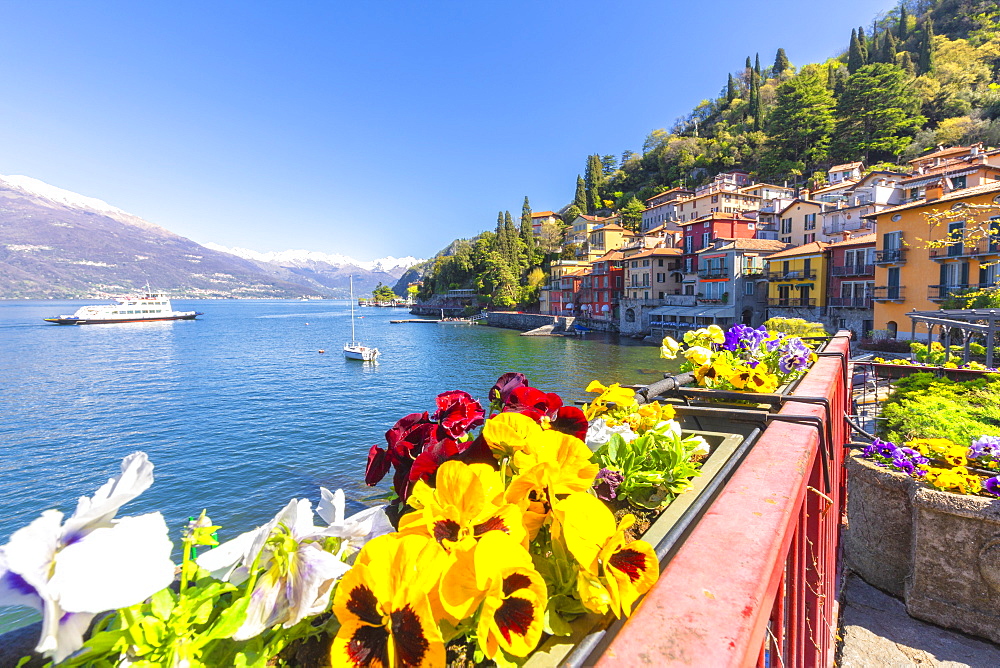 Colourful flowers by the lake, Varenna, Province of Lecco, Lake Como, Italian Lakes, Lombardy, Italy, Europe