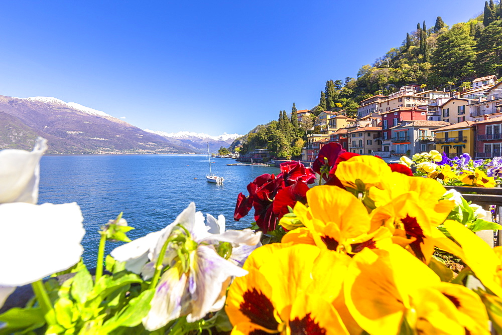 Colourful flowers by the lake, Varenna, Province of Lecco, Lake Como, Italian Lakes, Lombardy, Italy, Europe