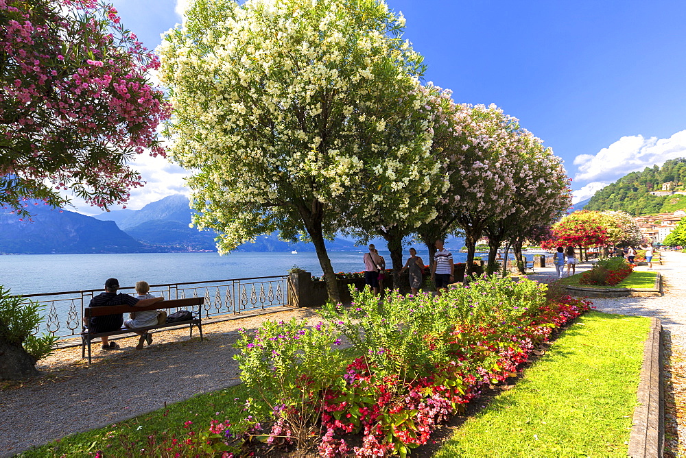 Blooms on the lake side of Bellagio, Province of Como, Lake Como, Italian Lakes, Lombardy, Italy, Europe