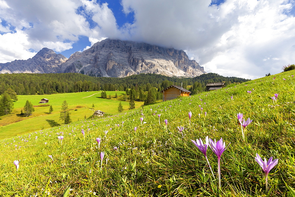 Flowering of autumnal Crocus nivea, La Valle (La Val) (Wengen), Badia Valley, South Tyrol, Dolomites, Italy, Europe