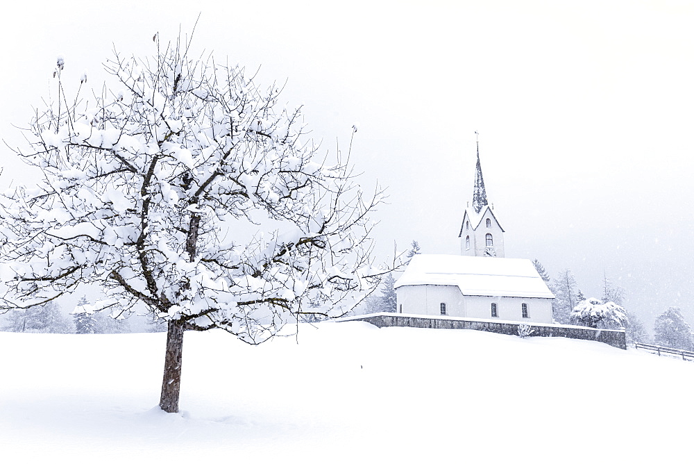 Church of Versam among the snow-laden trees, Versam, Safiental, Surselva, Graubunden, Switzerland, Europe