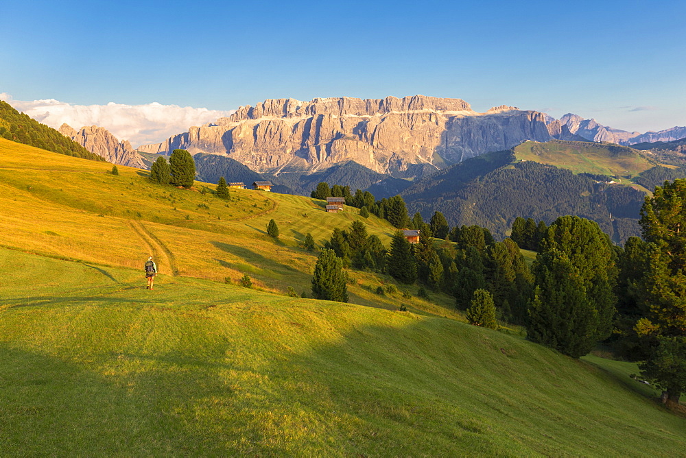 Hiker walks in the pasture with Sella Group in the background, Gardena Valley, South Tyrol, Dolomites, Italy, Europe