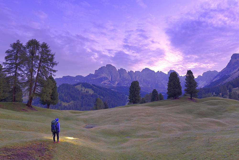 Hiker looks at pink light of dusk with Odle group in the background, Selva, Gardena Valley, South Tyrol, Dolomites, Italy, Europe