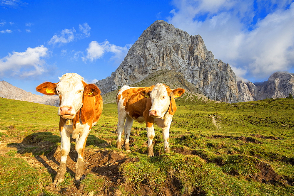 Grazing cows at San Nicolo Pass, Fassa Valley, Trentino, Dolomites, Italy, Europe