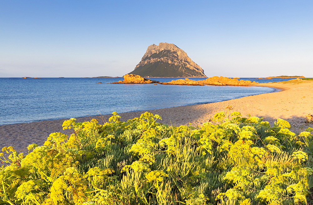 Wild yellow flowers on the beach of Punta Don Diego, Porto Taverna, Loiri Porto San Paolo, Olbia Tempio province, Sardinia, Italy, Mediterranean, Europe