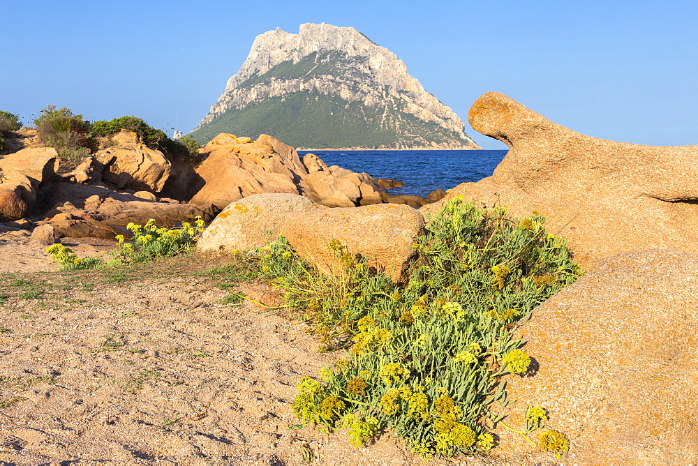 Wild flowers with Tavolara Island in the background, Loiri Porto San Paolo, Olbia Tempio province, Sardinia, Italy, Mediterranean, Europe