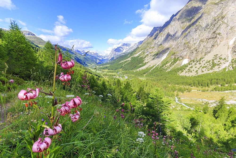 Lilies blooming in Val Ferret (Ferret Valley), Courmayeur, Aosta Valley, Italy, Europe