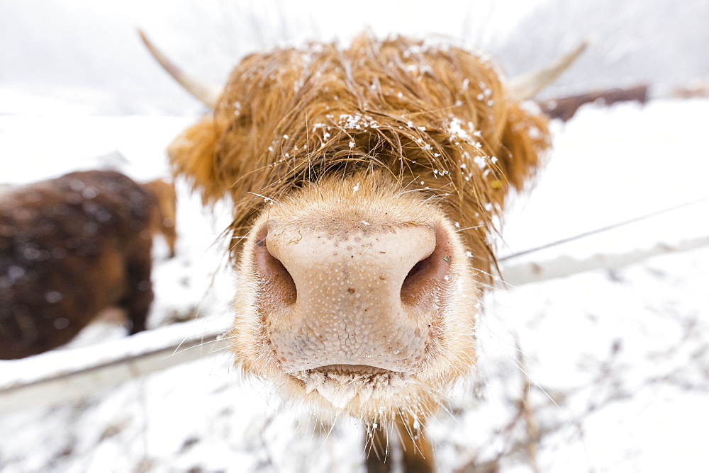 Highland cow in snow, Valtellina, Lombardy, Italy, Europe