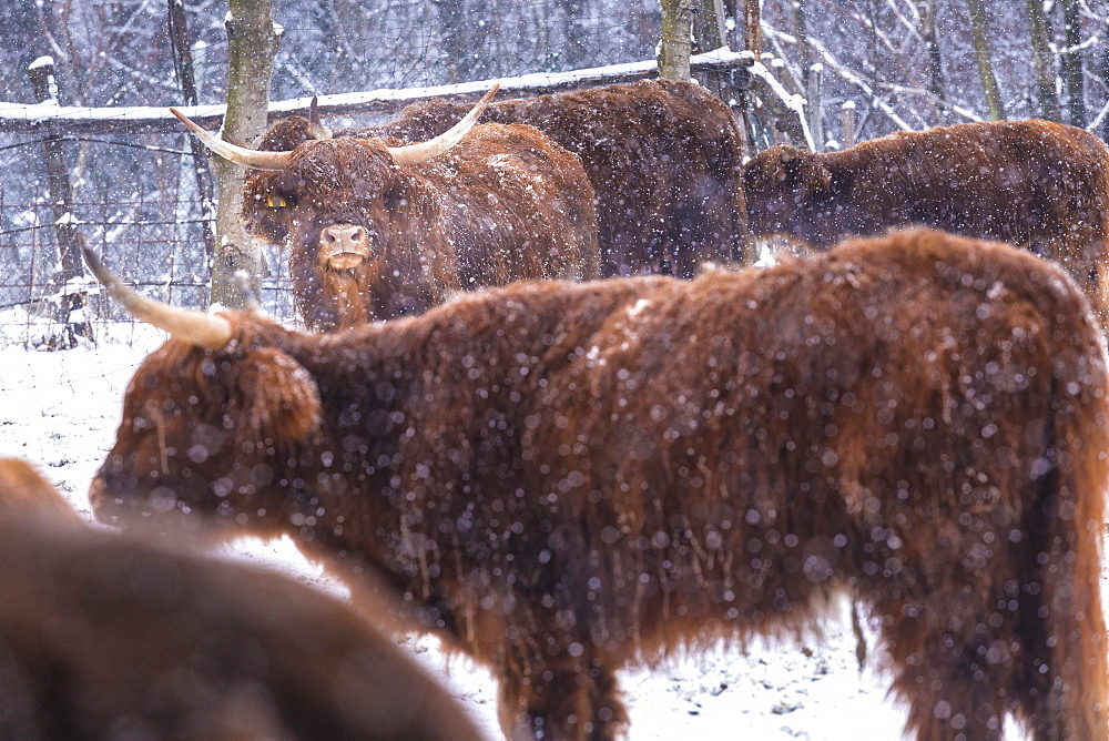 Highland cows in snow, Valtellina, Lombardy, Italy, Europe