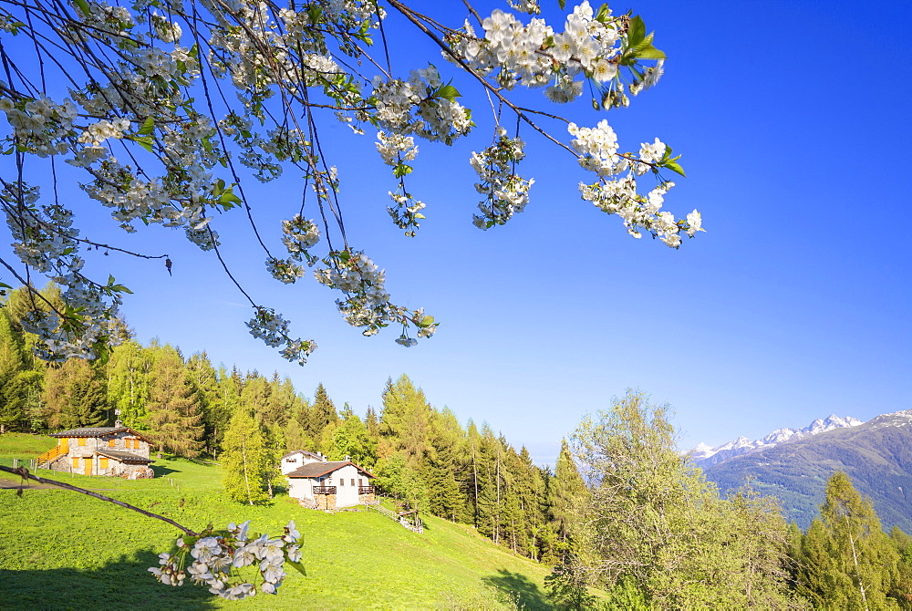 Floweing cherry tree at Pian di Gembro, Aprica, Orobie Alps, Valtellina, Lombardy, Italy, Europe