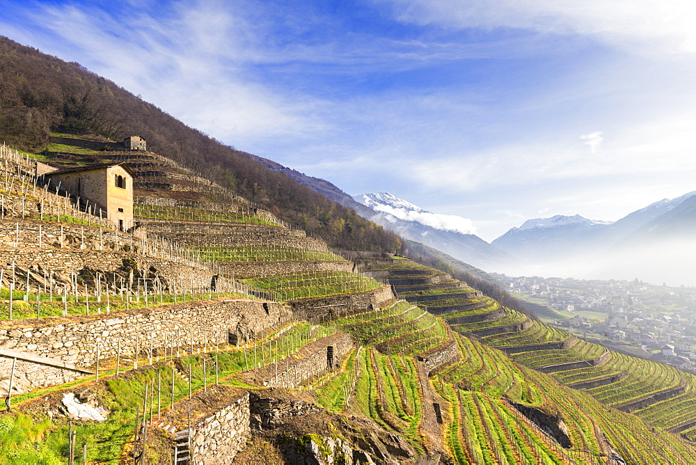 Sunlight in the vineyards in spring, Bianzone, Valtellina, Lombardy, Italy, Europe