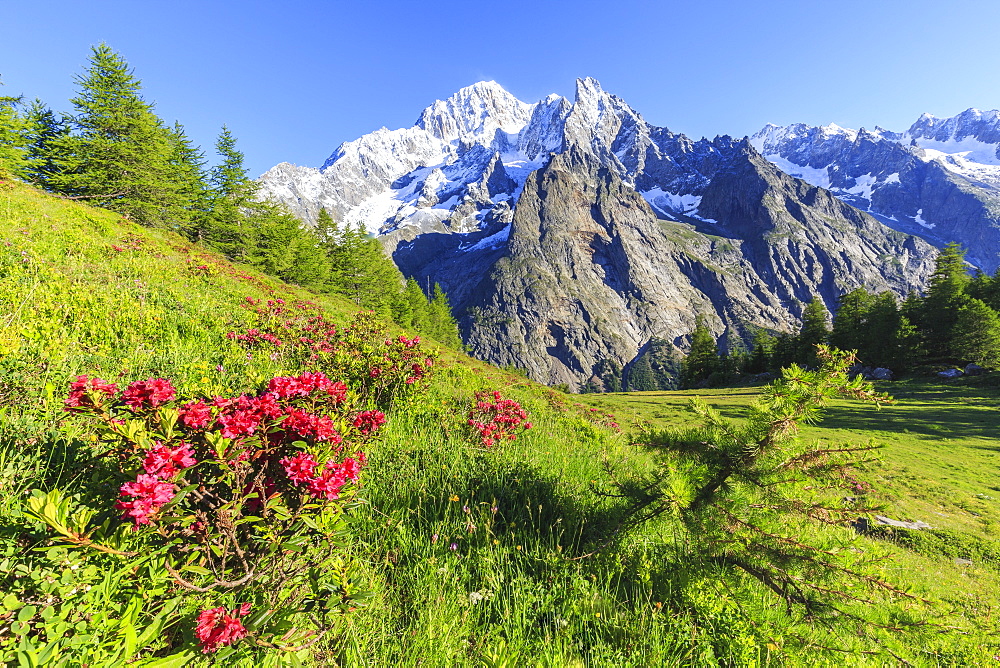 Rhododendrons in bloom in front of Mont Blanc, Veny Valley, Courmayeur, Aosta Valley, Italy, Europe