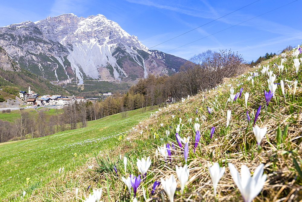 Flowering of crocus nivea with village in the background, Premadio, Valdidentro, Valtellina, Sondrio province, Lombardy, Italy, Europe