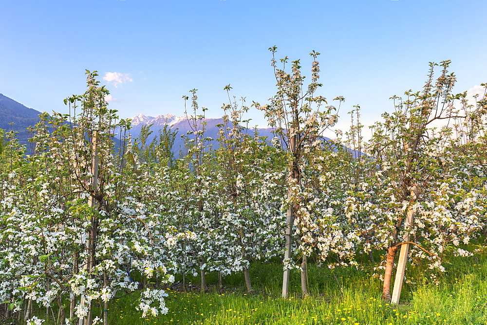 Apple orchards at sunset, Valtellina, Lombardy, Italy, Europe