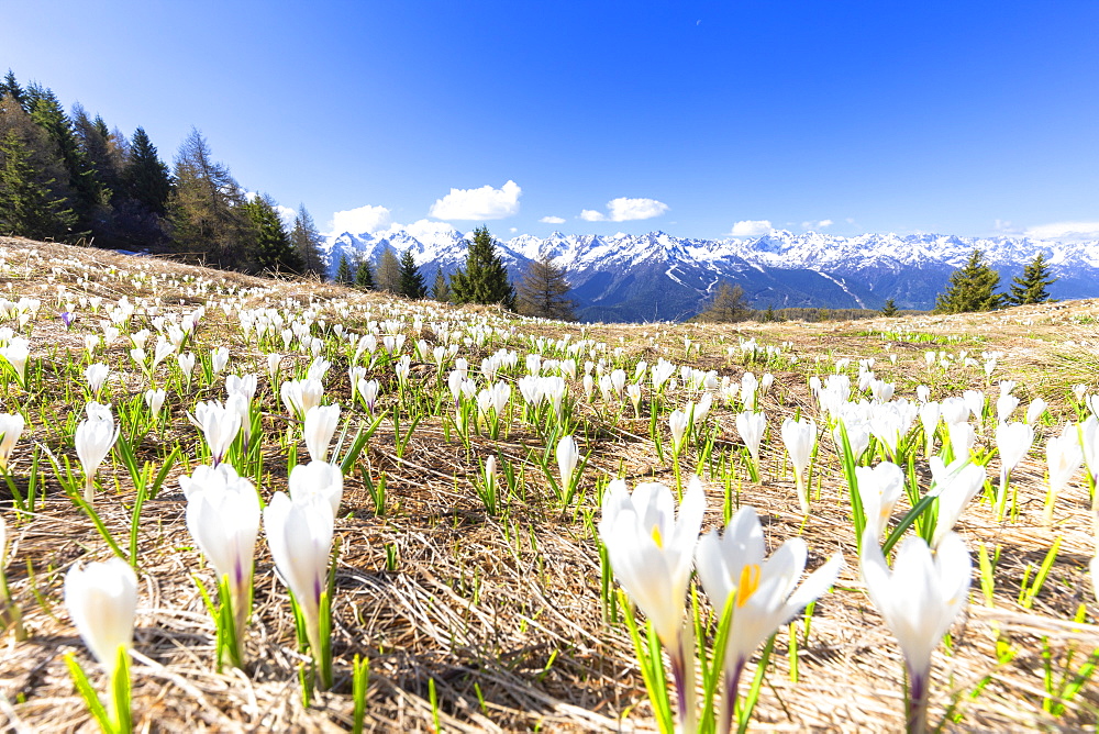 Flowering of Crocus Nivea in the Orobie Alps, Aprica, Orobie Alps, Valtellina, Lombardy, Italy, Europe