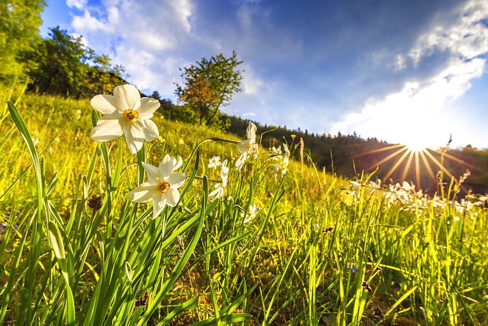 Flowering of daffodils in the Orobie Alps, Valtellina, Lombardy, Italy, Europe