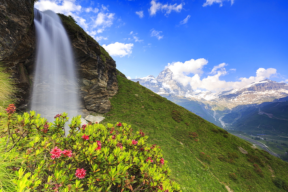 Rhododendron blooms at the foot of a waterfall overlooking the Matterhorn, Cervinia, Valtournanche, Aosta Valley, Italy, Europe