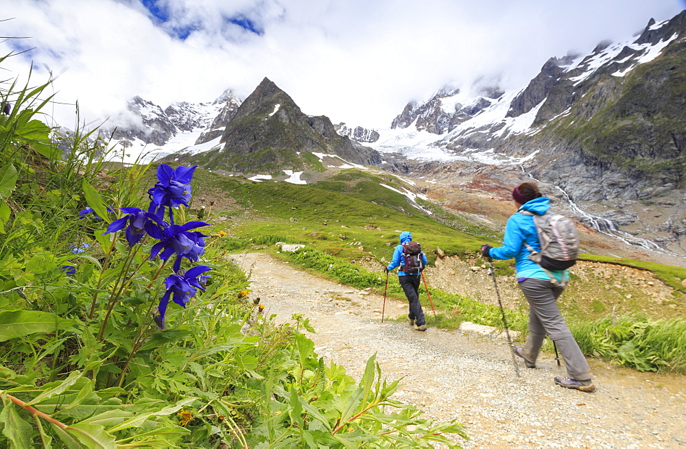 Transit of hikers with Aquilegia flowers in the foreground, Elisabetta Hut, Veny Valley, Courmayeur, Aosta Valley, Italy, Europe