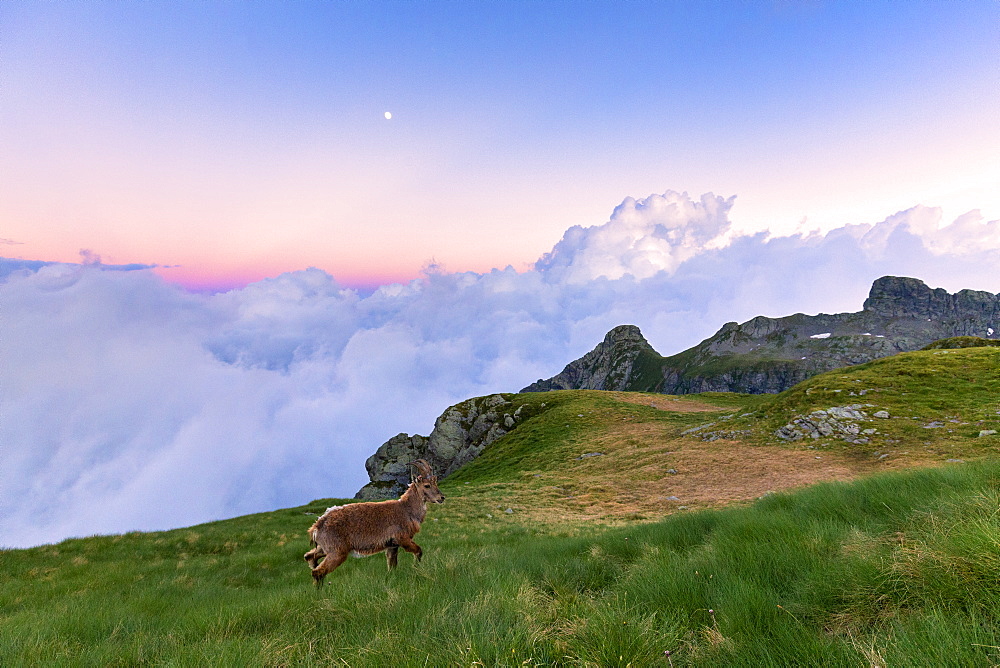 Young ibex walks in the grass with clouds in the background, at sunset, Valgerola, Orobie Alps, Valtellina, Lombardy, Italy, Europe