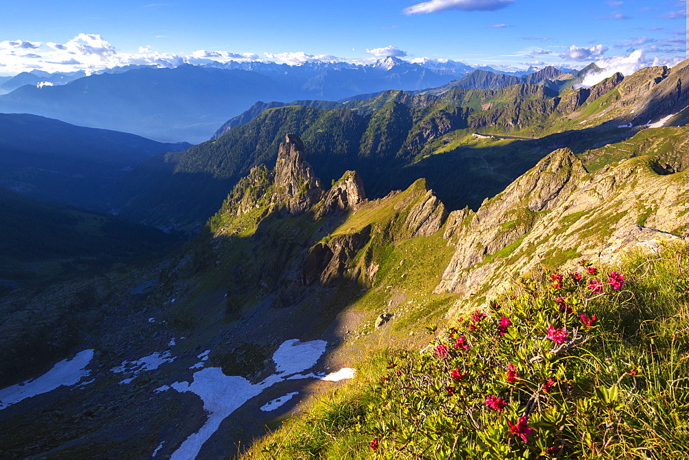 Rhododendrons flowering with Rhaetian Alps in the background, Valgerola, Orobie Alps, Valtellina, Lombardy, Italy, Europe