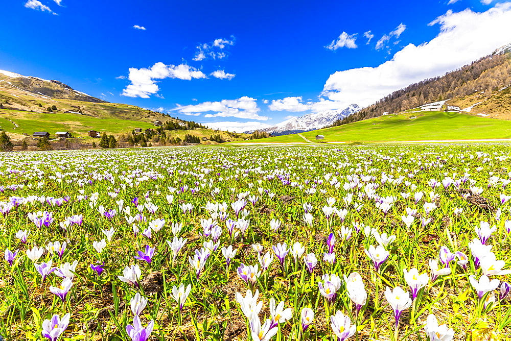 Flowering of Crocus nivea in Val Radons (Radons Valley), Albula region, Canton of Grisons (Graubunden), Switzerland, Europe