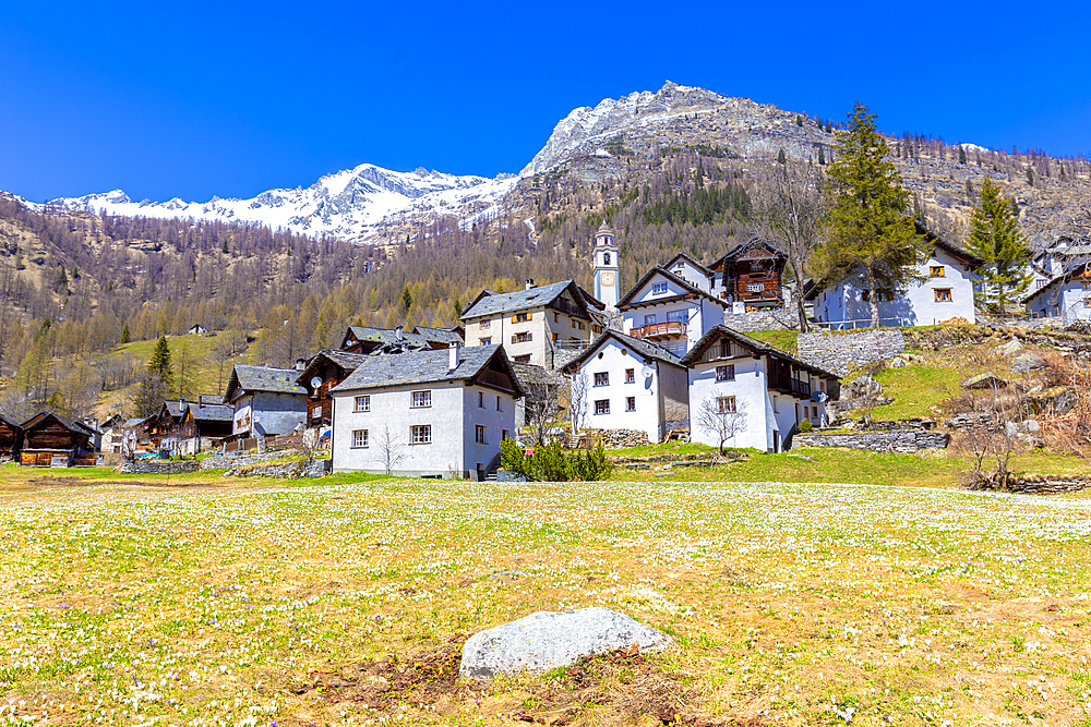 Spring at the village of Bosco Gurin, Vallemaggia, Canton of Ticino, Switzerland, Europe