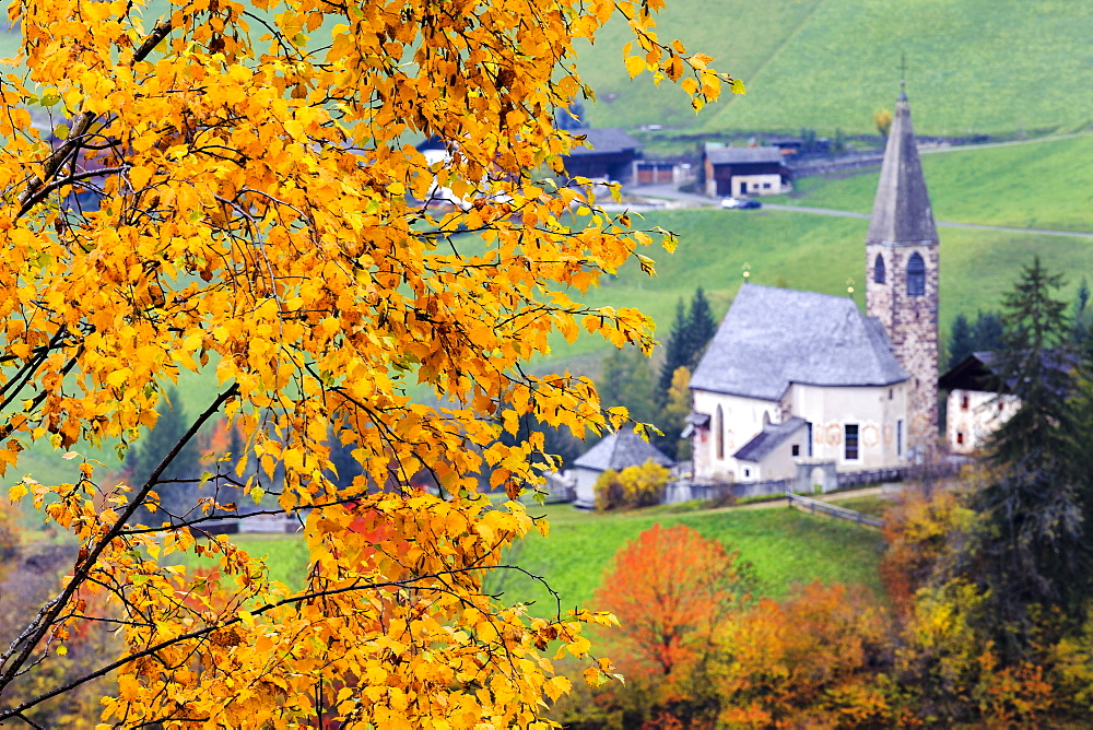 Tree with yellow leaves with the church of Santa Magdalena in the background, Funes Valley, Sudtirol (South Tyrol), Dolomites, Italy, Europe