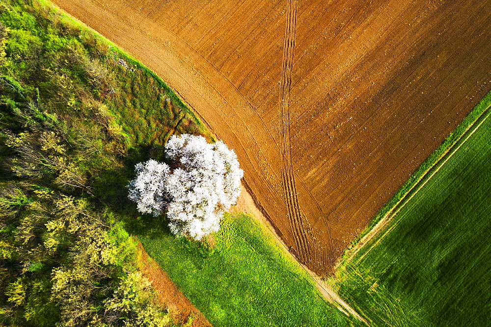 Zenithal aerial view of cherry tree in bloom, Lombardy, Italy, Europe