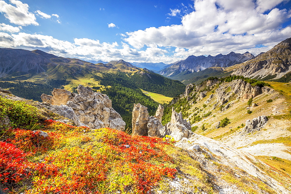 Blueberry leaves in autumn near rock towers in the Swiss National Park, Fuorn Pass, Engadine valley, Graubunden, Switzerland, Europe