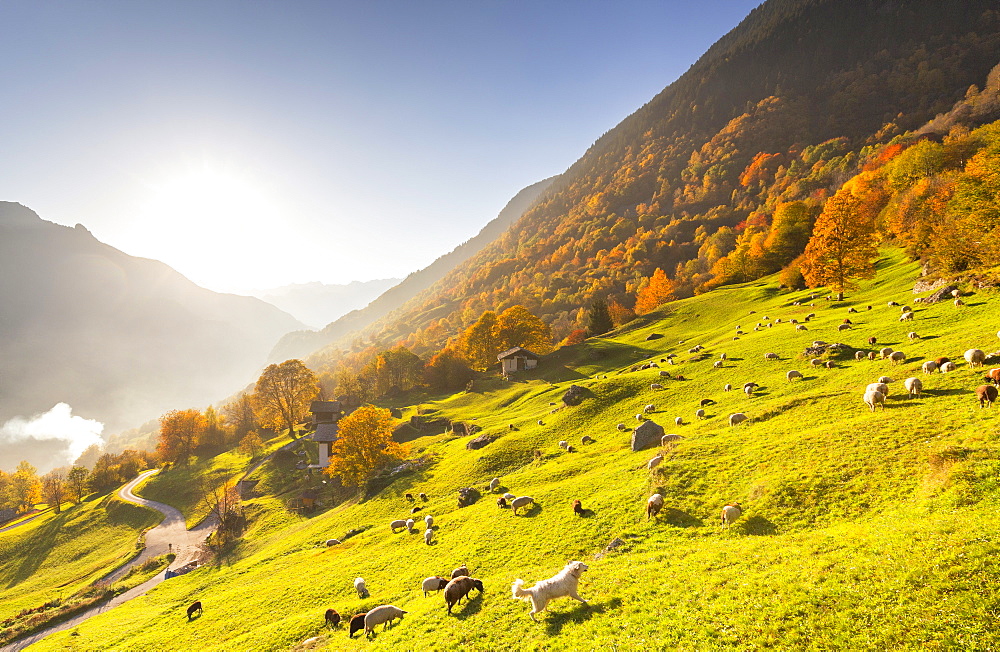 Grazing of sheep in the meadows with a white dog in autumn, Soglio, Bregaglia valley, Graubunden, Switzerland, Europe