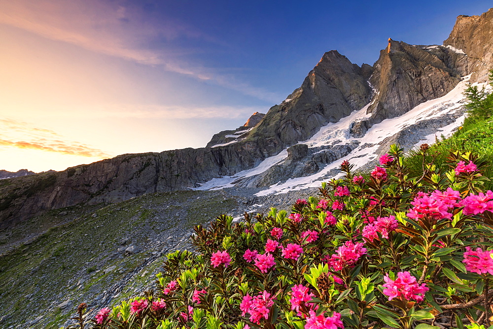 Flowering rhododendrons with the famous Pizzo Badile in the background at sunrise, Bregaglia valley, Graubunden, Switzerland, Europe