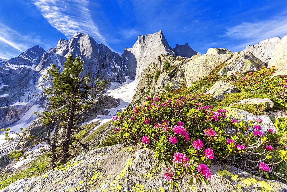 Rhododendrons in flower with the Pizzo Badile in the background, Bregaglia valley, Graubunden, Switzerland, Europe