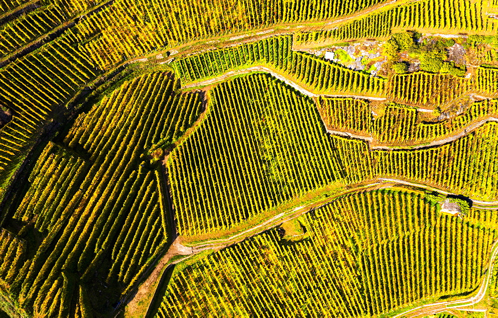 View by drone of top-down high angle view of vineyards, Valtellina, Lombardy, Italy, Europe