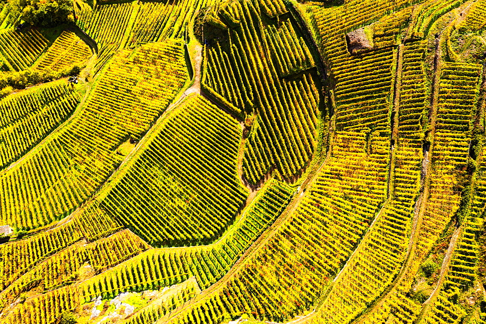 View by drone of top-down high angle view of vineyards, Valtellina, Lombardy, Italy, Europe