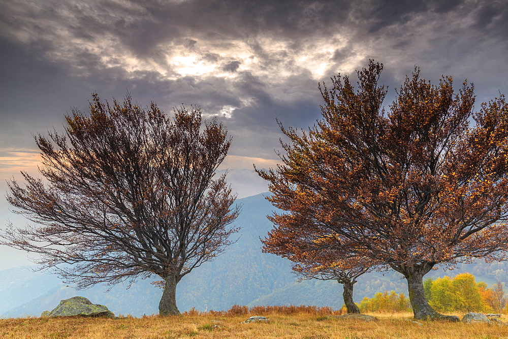 Three trees at sunset in autumn, Lombardy, Italy, Europe