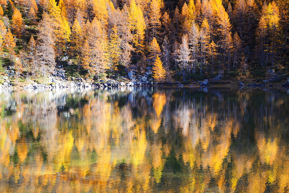 Yellow larches reflected in the water of the lake, Azzurro Lake, Valchiavenna, Valtellina, Lombardy, Italy, Europe