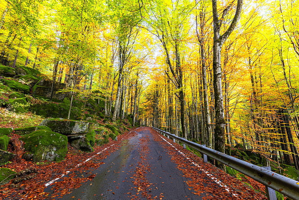 Road in the forest of Bagni di Masino in autumn, Valmasino, Valtellina, Lombardy, Italy, Europe