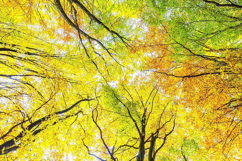 Forest of Bagni di Masino with autumn colors, Valmasino, Valtellina, Lombardy, Italy, Europe