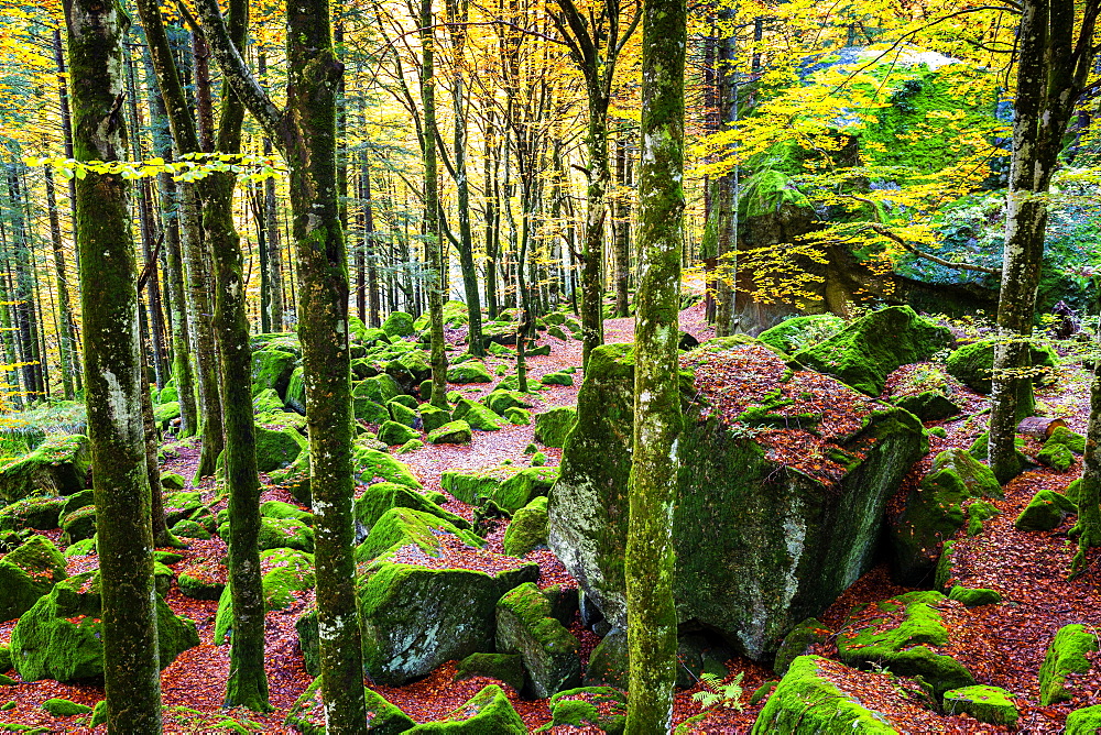 Forest of Bagni di Masino with autumn colors, Valmasino, Valtellina, Lombardy, Italy, Europe