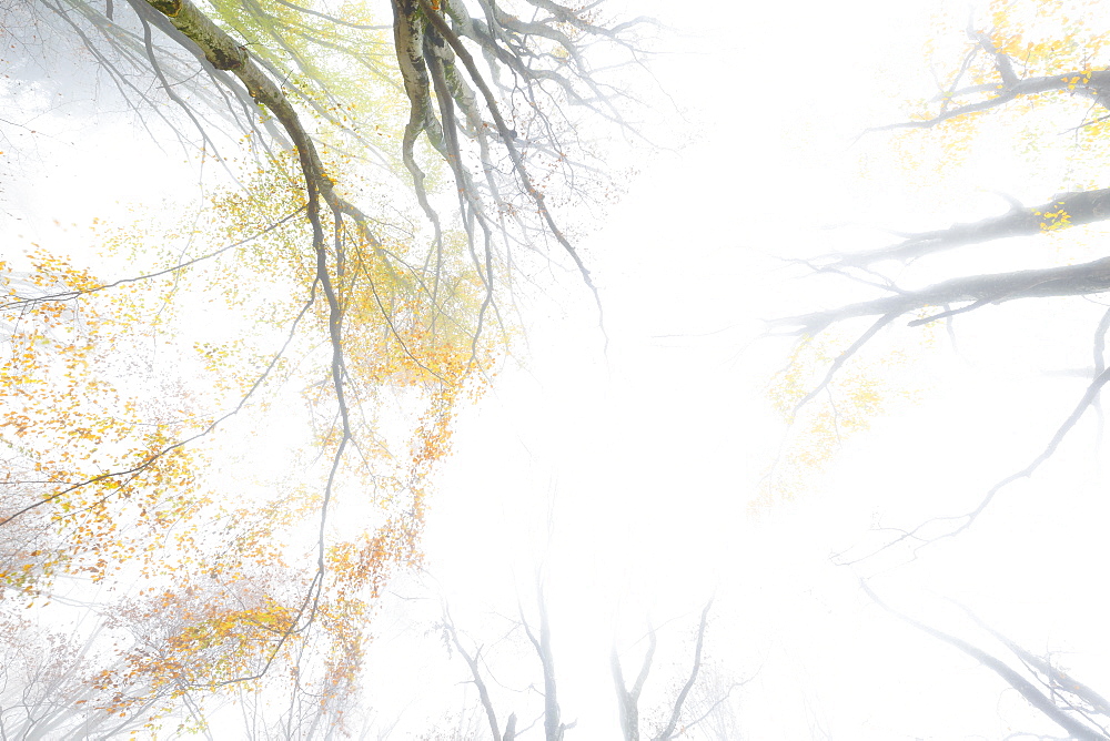 Fog in the forest of Bagni di Masino during autumn, Valmasino, Valtellina. Lombardy, Italy, Europe