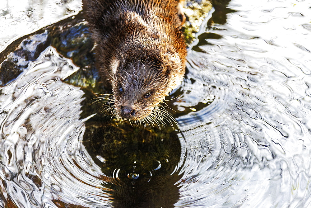 European Otter (Lutra lutra) on a pond, Tyrol, Austria, Europe