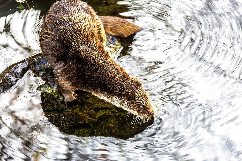 European Otter (Lutra lutra) on a pond, Tyrol, Austria, Europe