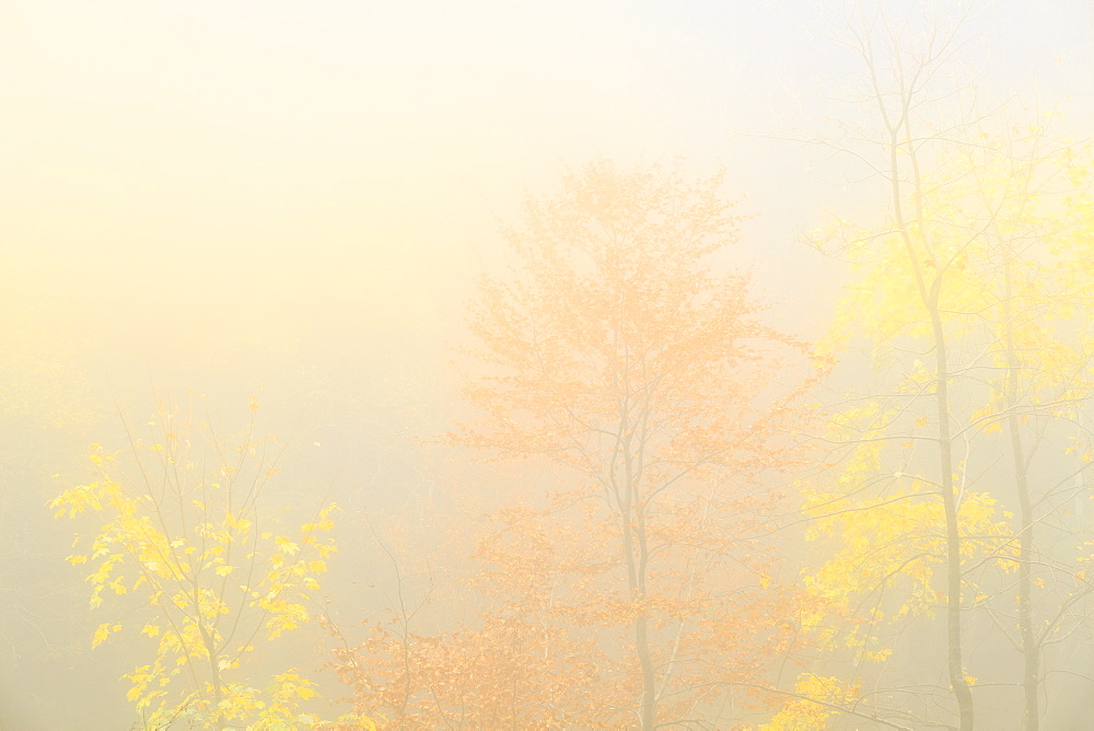 Fog in the forest of Bagni di Masino during autumn, Valmasino, Valtellina. Lombardy, Italy, Europe