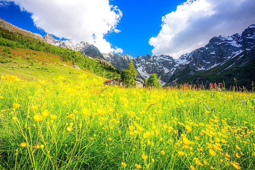 Ancient group of huts between summer flowers, Val d'Arigna, Valtellina, Orobie Alps, Lombardy, Italy, Europe