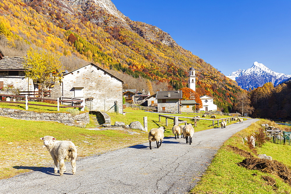 Sheep walk on the road near a mountan village, Val Bodengo, Valchiavenna, Valtellina, Lombardy, Italy, Europe